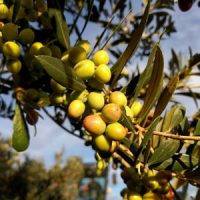 A pocs dies de provar el nou oli de Can Font. Oli orgànic produït aplicant l’agricultura regenerativa.