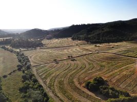 REGENERAR TAMBÉ EL PAISATGE