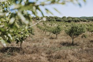QUÈ ÉS L’AGRICULTURA    REGENERATIVA?