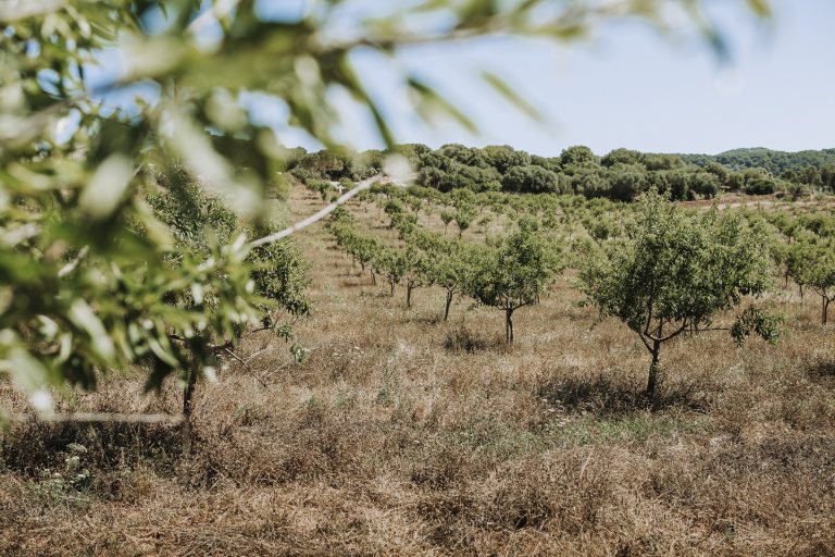 Més informació sobre l'article QUÈ ÉS L’AGRICULTURA    REGENERATIVA?