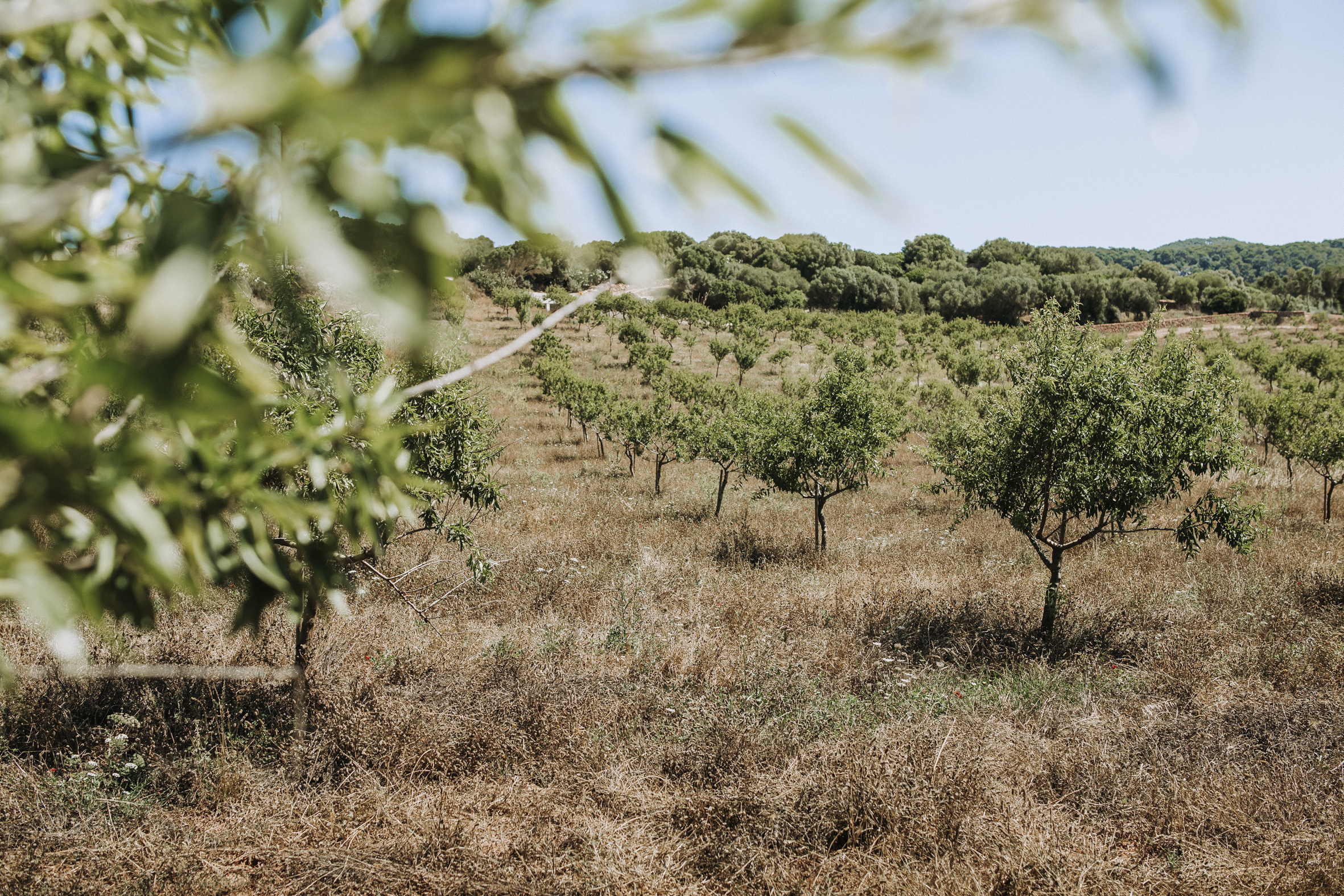 Actualment esteu veient QUÈ ÉS L’AGRICULTURA    REGENERATIVA?