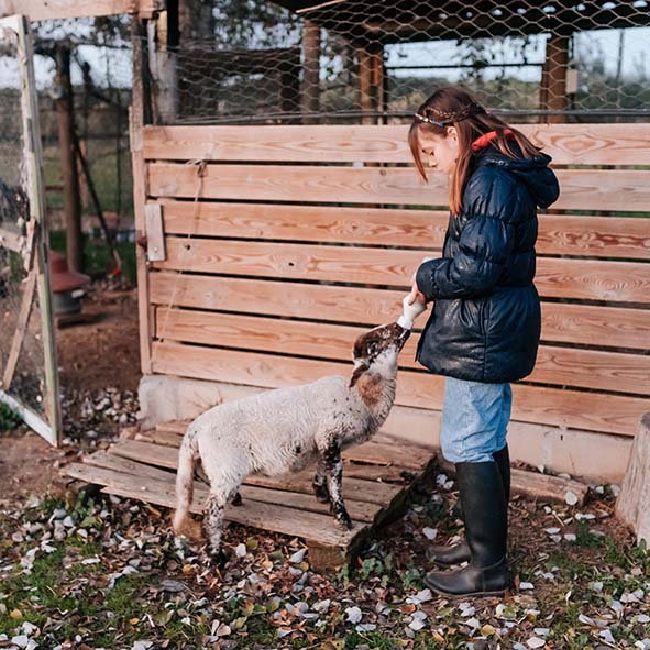 Alimentant un xai amb el biberó, els petits també tenen cura dels petits