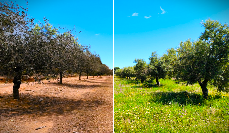 Comparativa de l’oliverar gestionat amb convencional i amb regenerativa