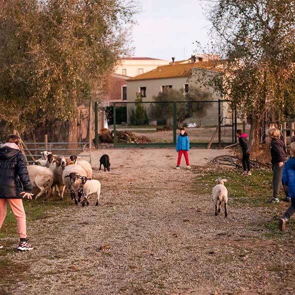 Ramaderia regenerativa gestionada per nens