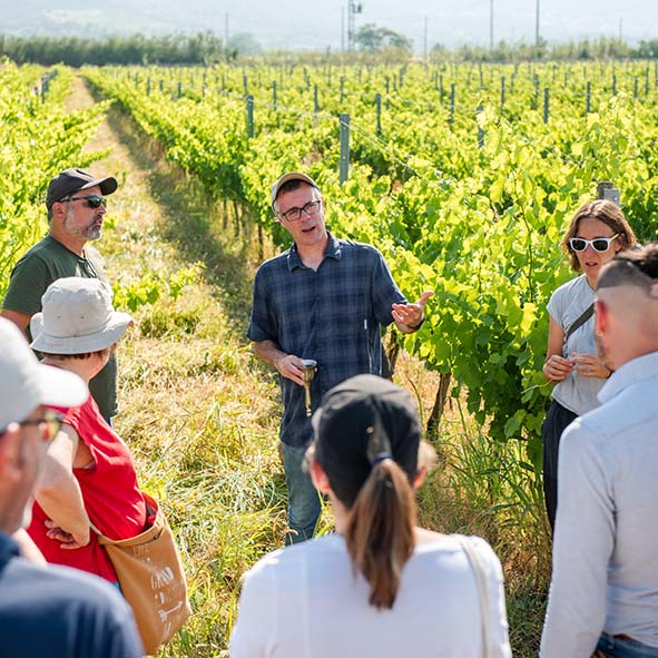 Vinya amb coberta vegetal, una mostra d’agricultura regenerativa a Can Font